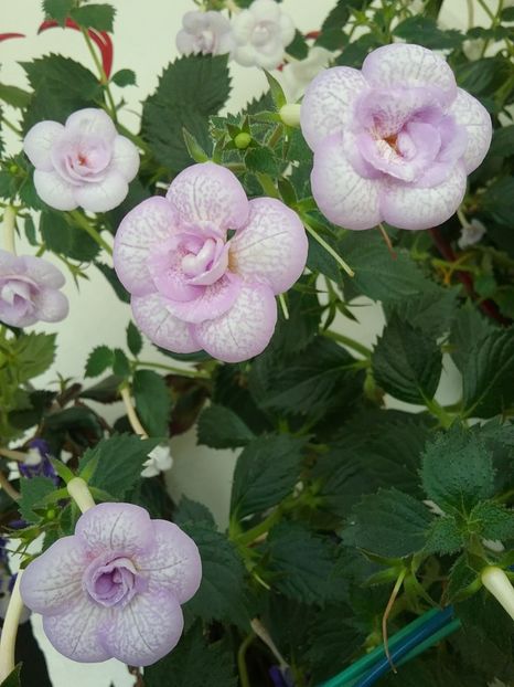  - LAVENDER BLISS