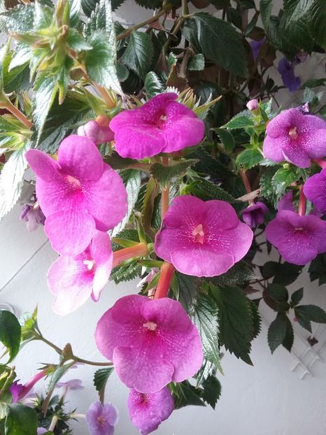20191005_103518(0) - JENNIFER GOODE