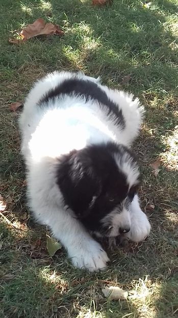 max3 - MAX 2019