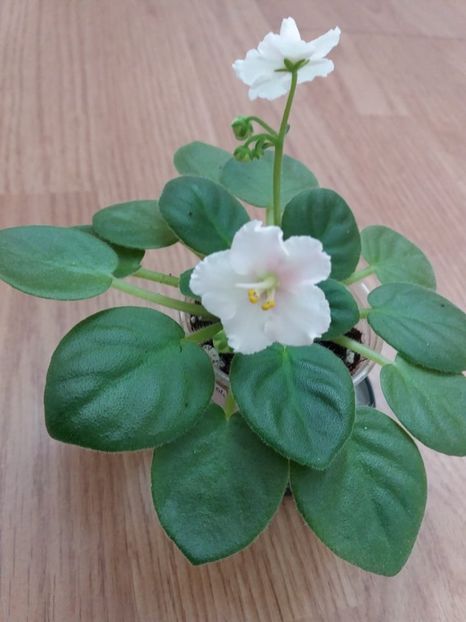  - ZZZNess Sheer Peace