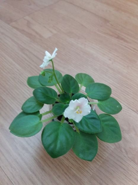  - ZZZNess Sheer Peace