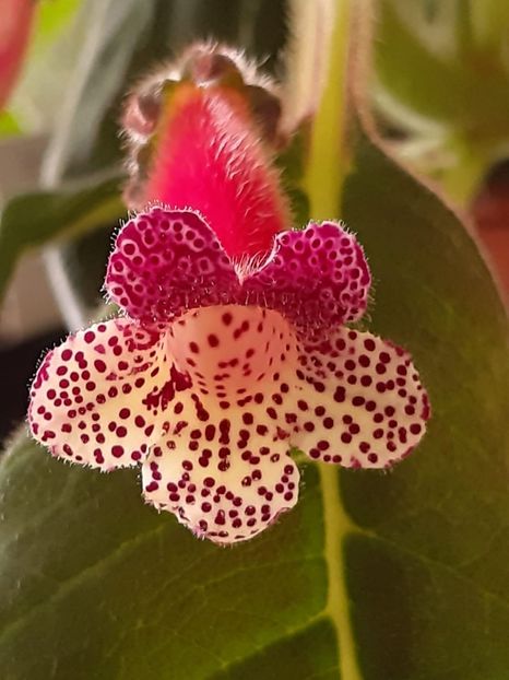 SRG’s Burgundy Queen - Achimenes și kohleria 2019