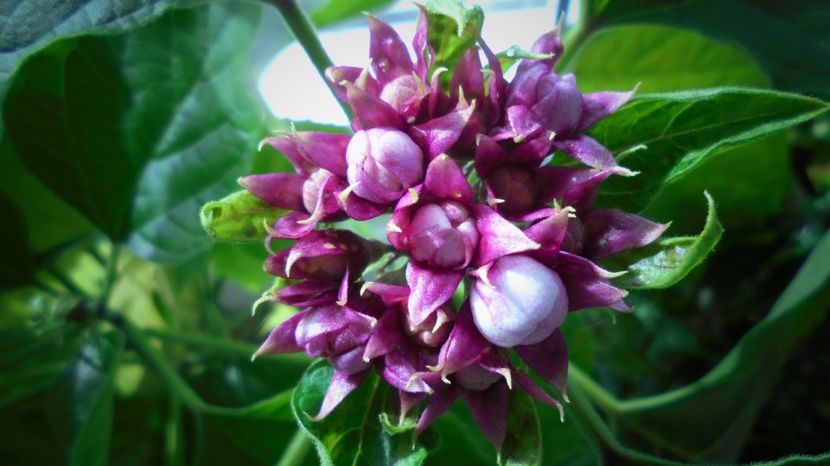 Clerodendron philippinum...mii de multumiri! - Stelute