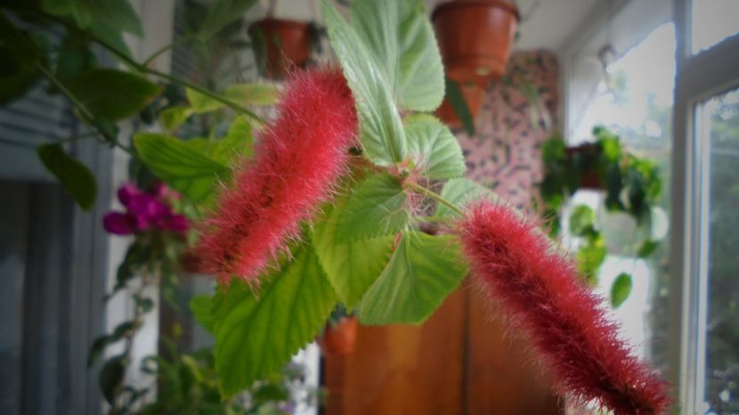 Acalypha reptans - Stelute