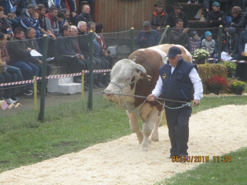  - Parada Taurilor SEMTEST B V N Sangeorgiu de Mures 2019