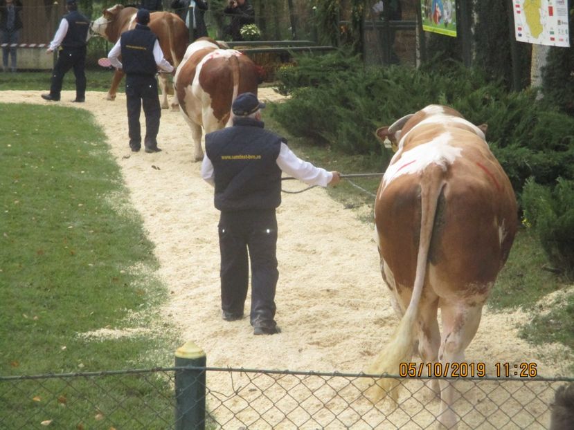  - Parada Taurilor SEMTEST B V N Sangeorgiu de Mures 2019