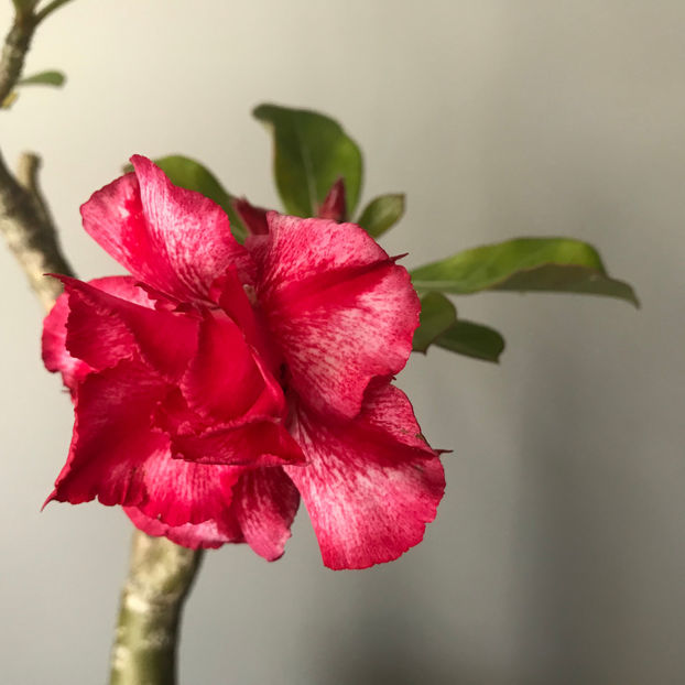  - Plante de interior 2019