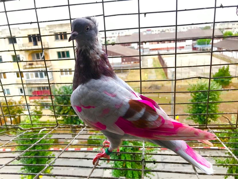 FDDE7927-81E5-44C6-8353-97D285C6D4FF - Pui Zburator Beograd