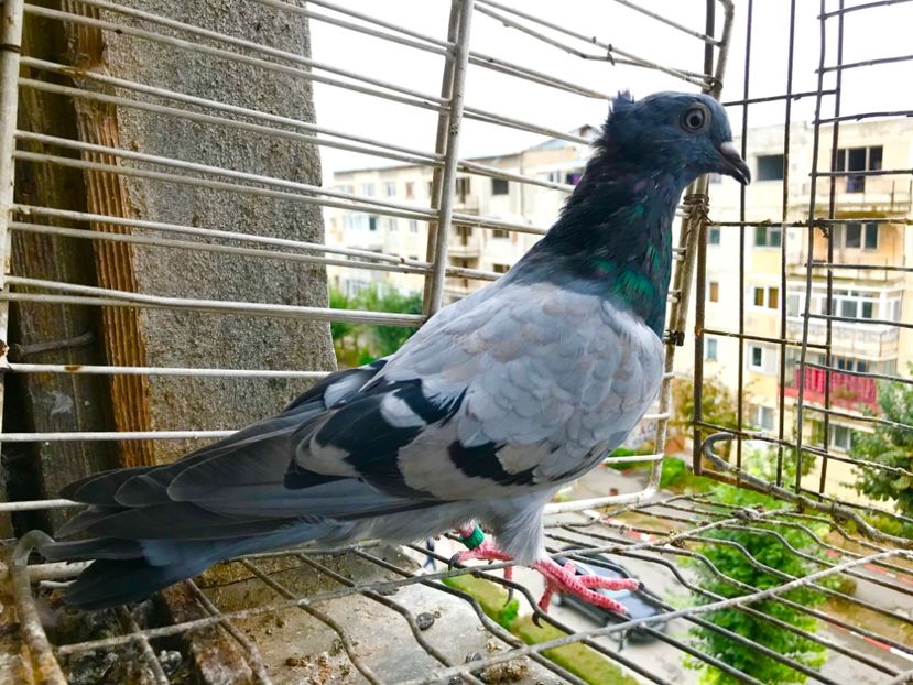 58898855-E6E1-4581-9324-9FDB0EF28CC2 - Pui Zburator Beograd