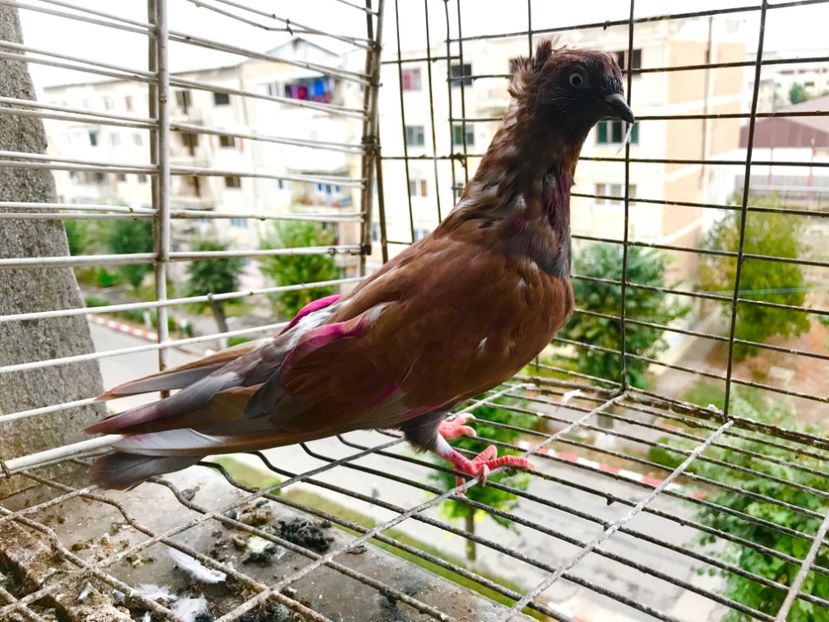 948C0F2B-DE6F-4614-B33C-D97C957E2206 - Pui Zburator Beograd