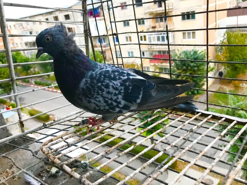 AA89967E-EAB6-470F-A53F-23A894FC693B - Pui Zburator Beograd