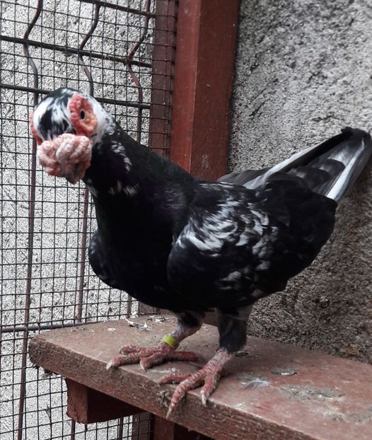 M 2017 - Carunculați 2019