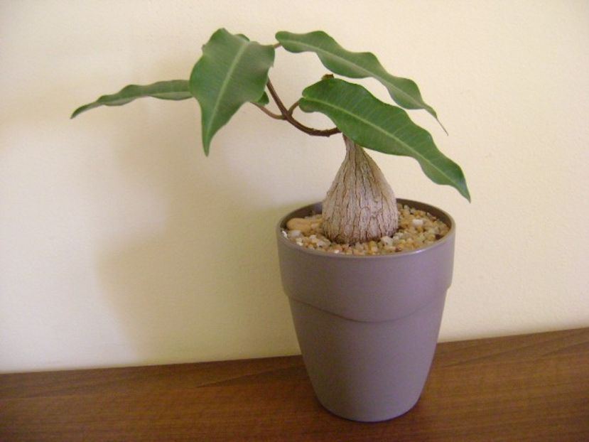Petopentia natalensis - Caudiciforme si bulbi 2019 bis