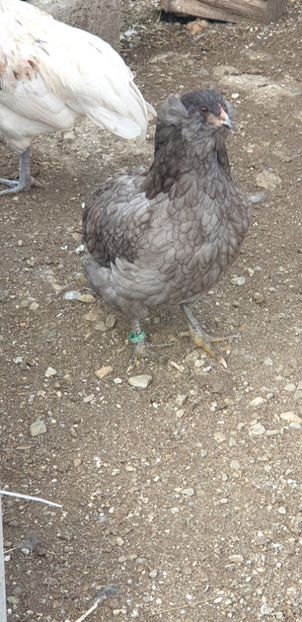  - 00 Araucana