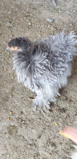  - 00 Cochinchina Urias Albastru