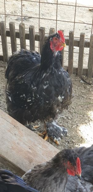  - 00 Cochinchina Urias Albastru