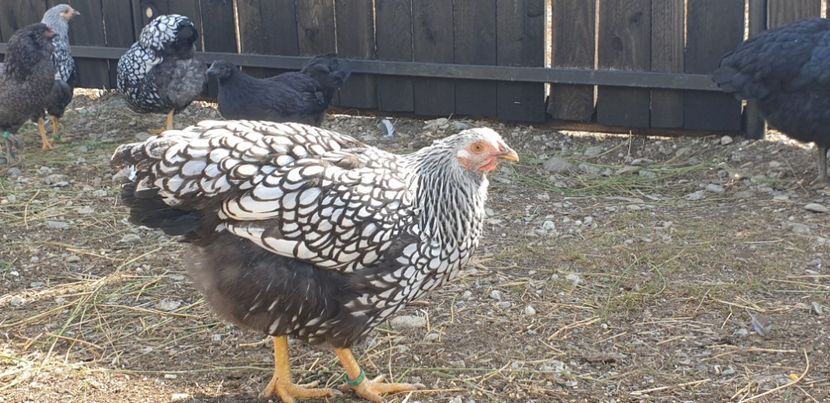 20190929_124719(0) - 00 Wyandotte