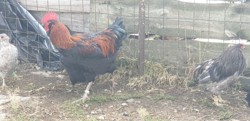  - 00 Corcituri