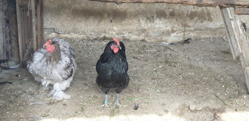  - 000 DE VANZARE GAINI DE RASA