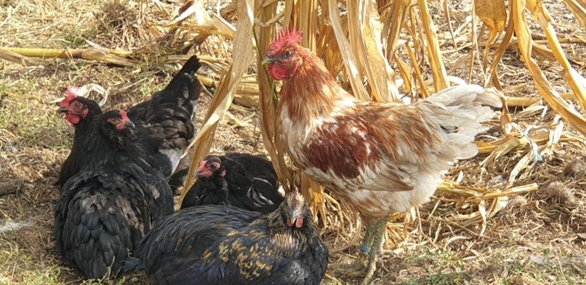  - 000 DE VANZARE GAINI DE RASA