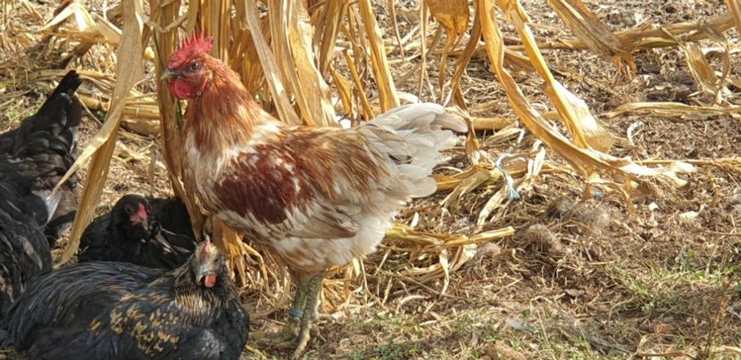  - 000 DE VANZARE GAINI DE RASA