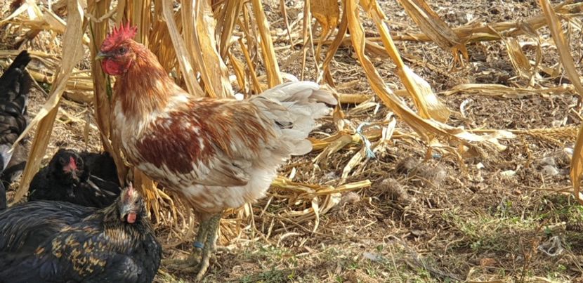  - 000 DE VANZARE GAINI DE RASA