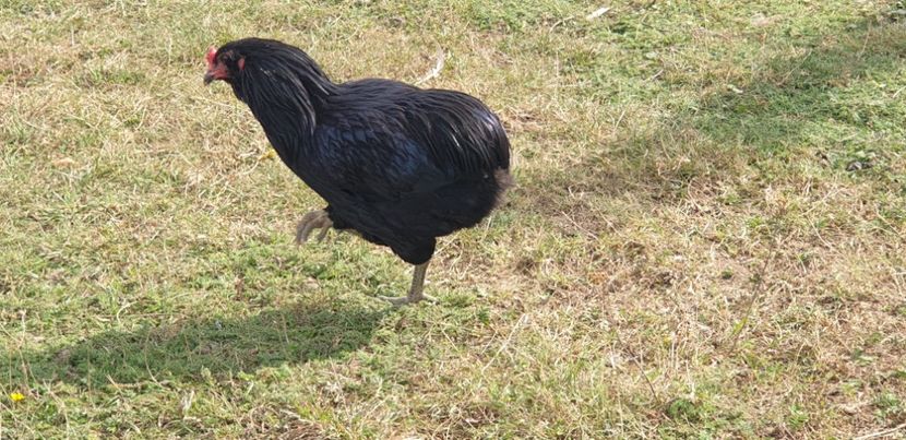  - 000 DE VANZARE GAINI DE RASA