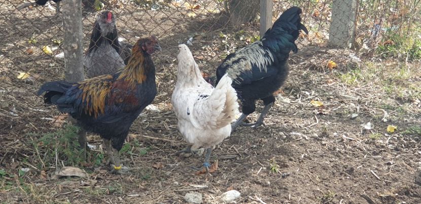  - 000 DE VANZARE GAINI DE RASA