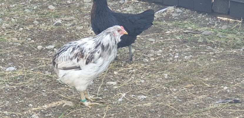  - 000 DE VANZARE GAINI DE RASA