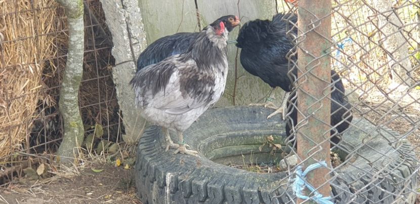  - 000 DE VANZARE GAINI DE RASA