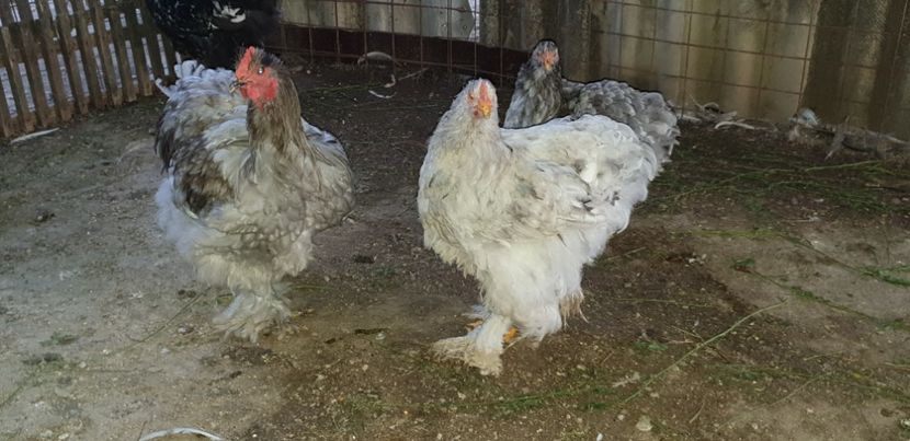  - 000 DE VANZARE GAINI DE RASA