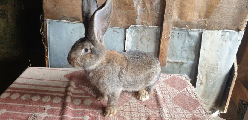  - 00 IEPURI PTR 2020