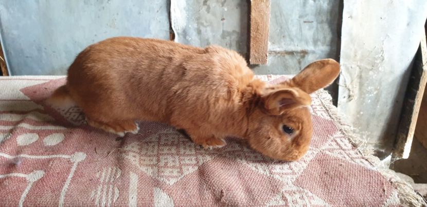  - 00 IEPURI PTR 2020