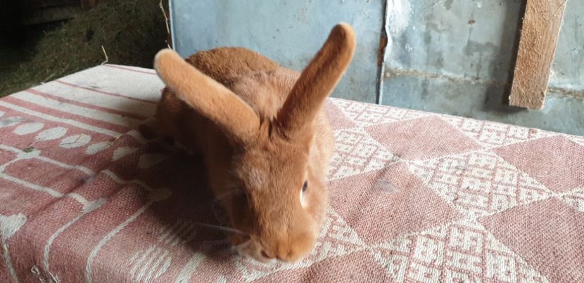  - 00 IEPURI PTR 2020