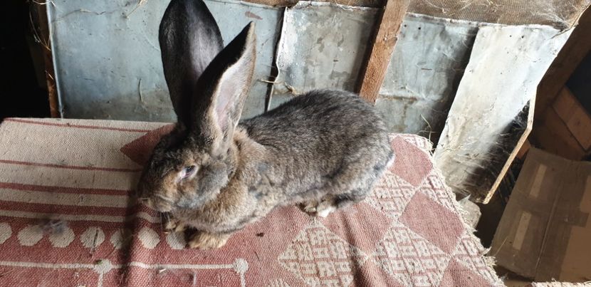  - 00 IEPURI PTR 2020