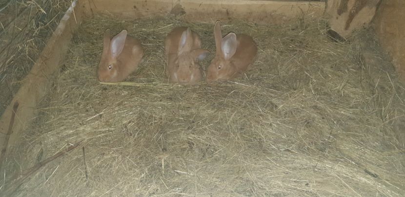  - 00 IEPURI PTR 2020