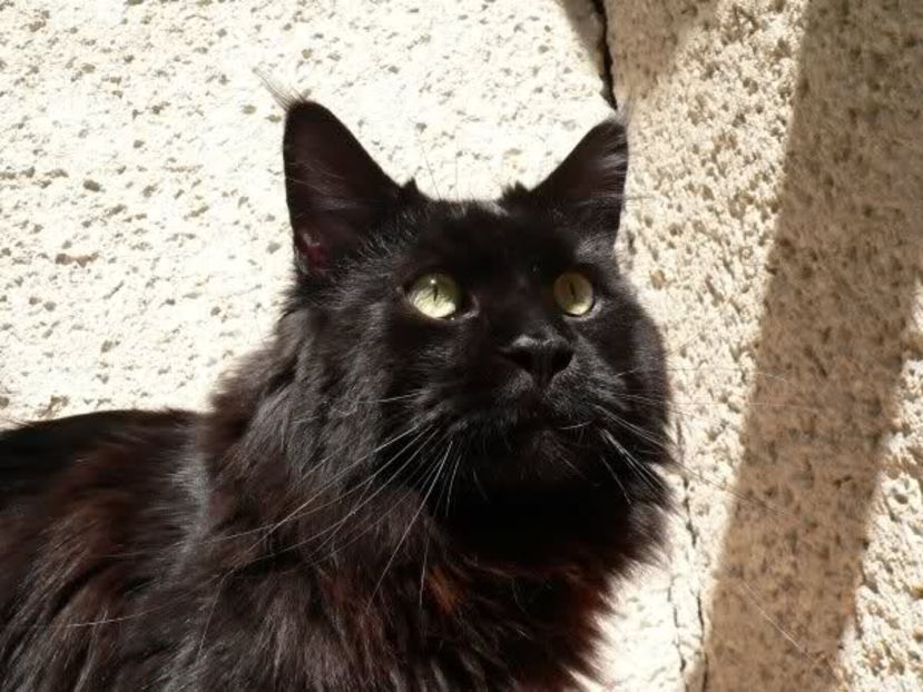 pisica neagra - prietenii cu botic