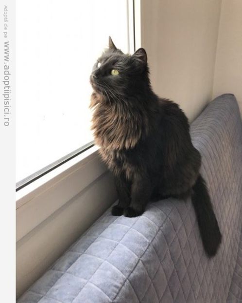 pisica neagra black siberian 1 - prietenii cu botic