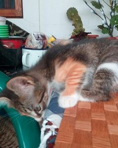  - prietenii cu botic