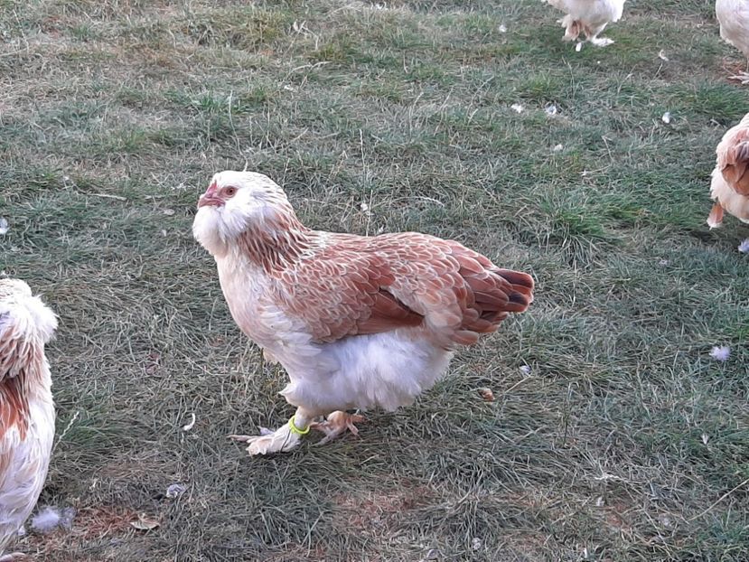  - FAVEROLLES SOMON 2019