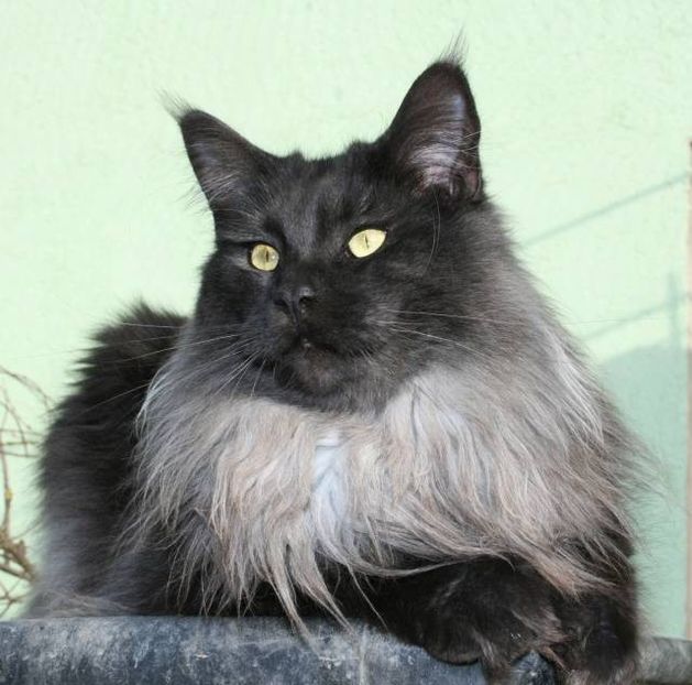 mainecoon_iowan7_blacksmoke - prietenii cu botic