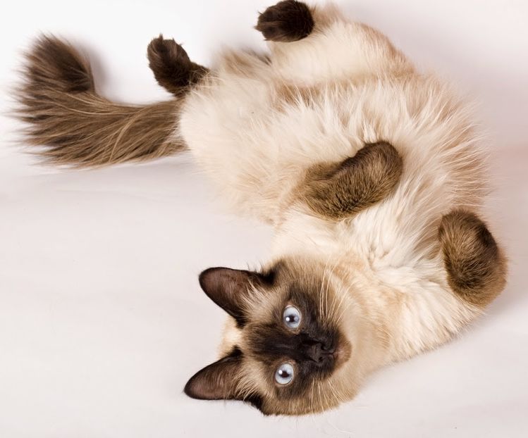 siamese-cat and balinese photography - prietenii cu botic