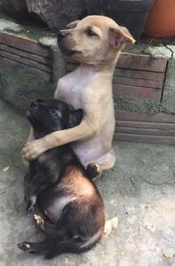 catei - prietenii cu botic