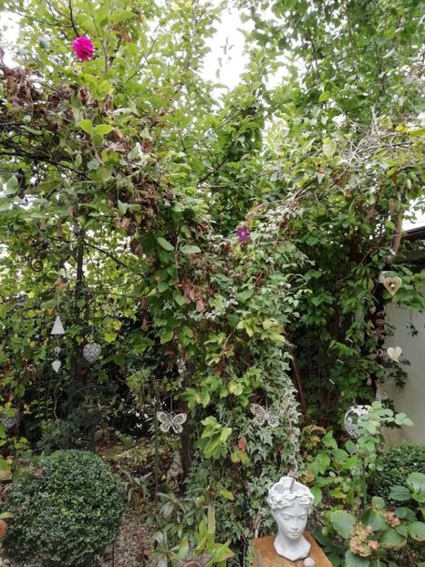  - Grădina 2019 sfârșit de sezon