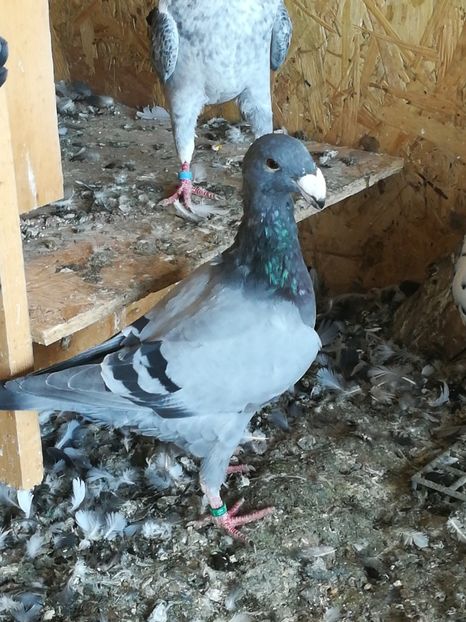  - Tineret germani 2019