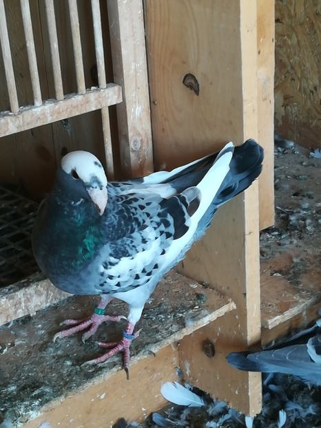  - Tineret germani 2019