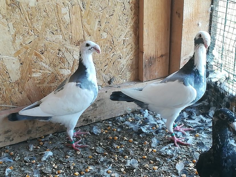  - Tineret germani 2019