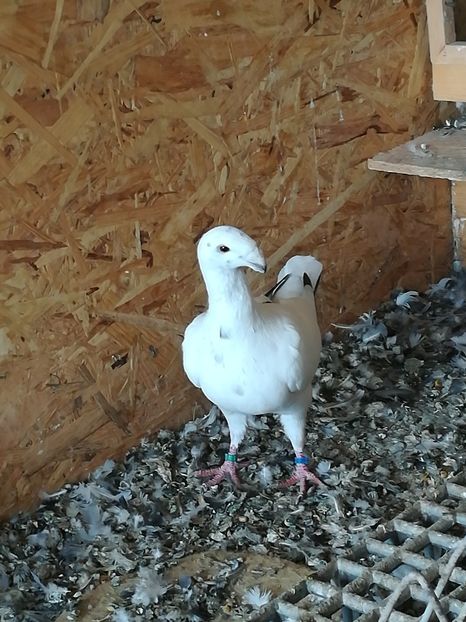  - Tineret germani 2019