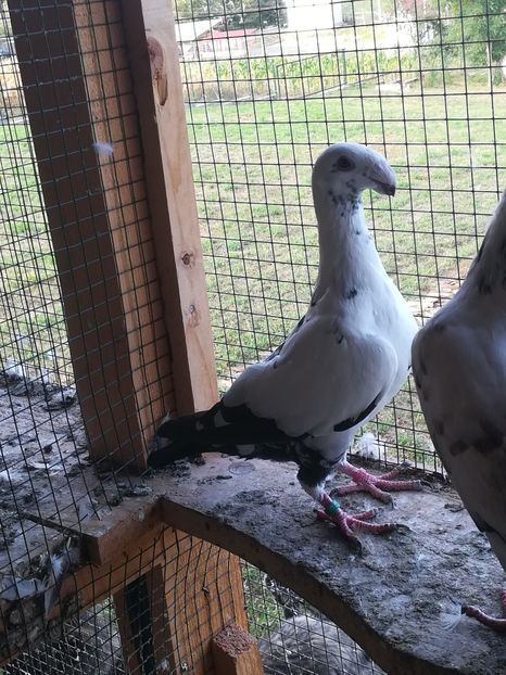  - Tineret germani 2019