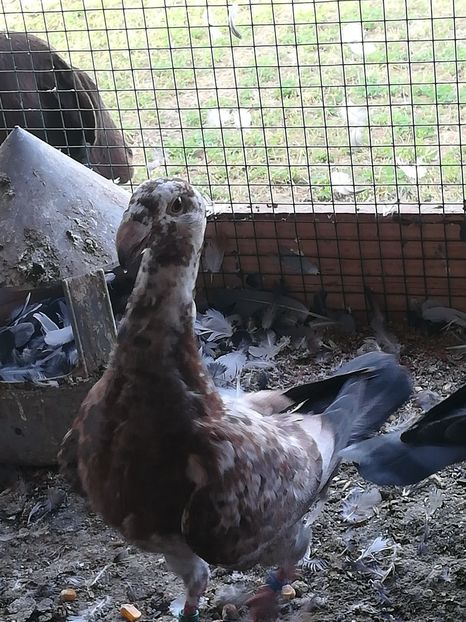  - Tineret germani 2019